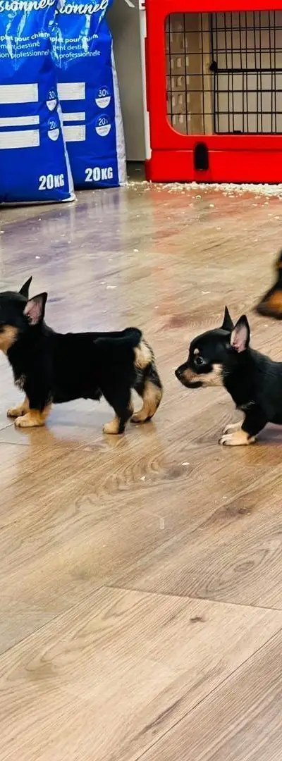 Chiot Mini Pinscher