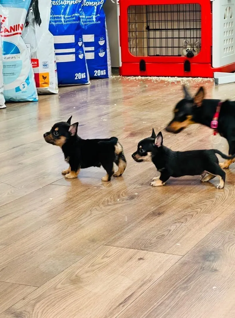 Chiot Mini Pinscher