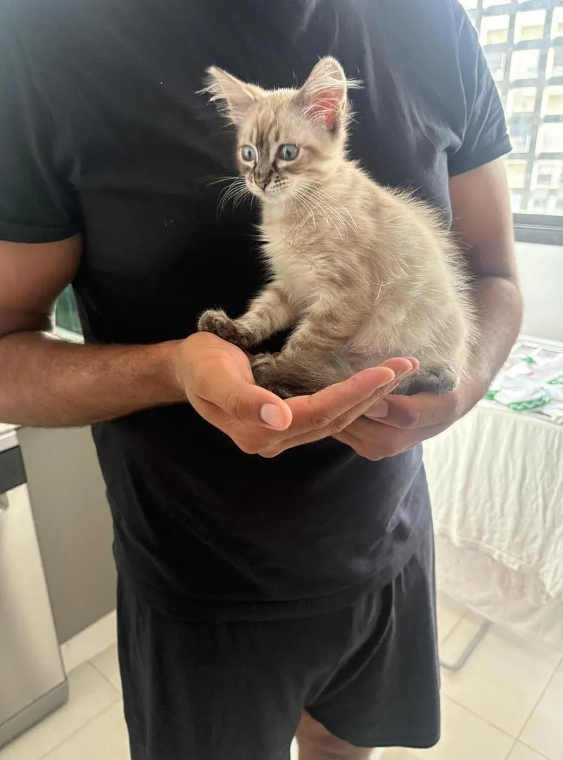 Chaton sibérien