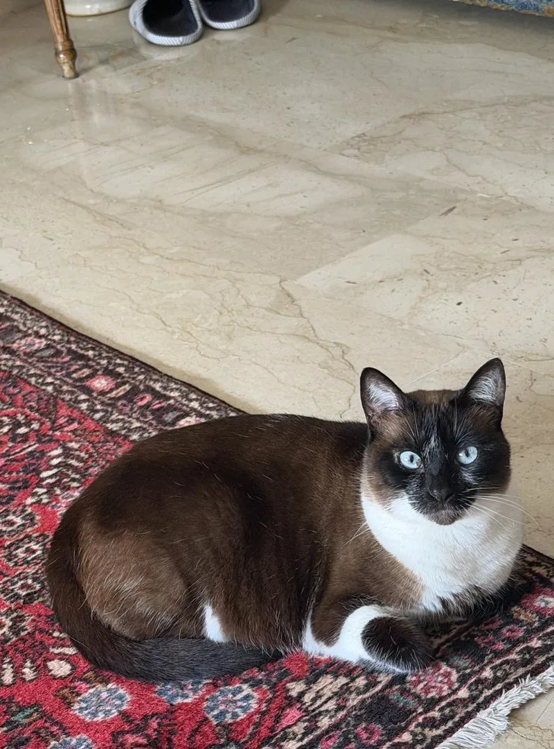 Chat domestique