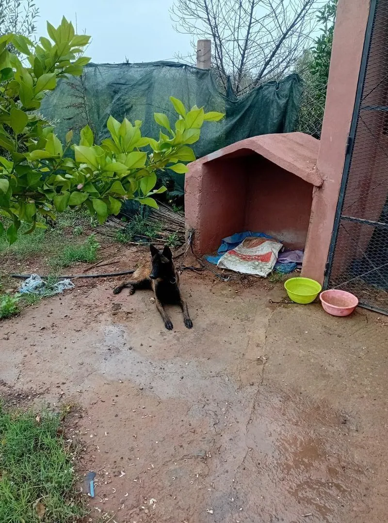 Chien Malinois