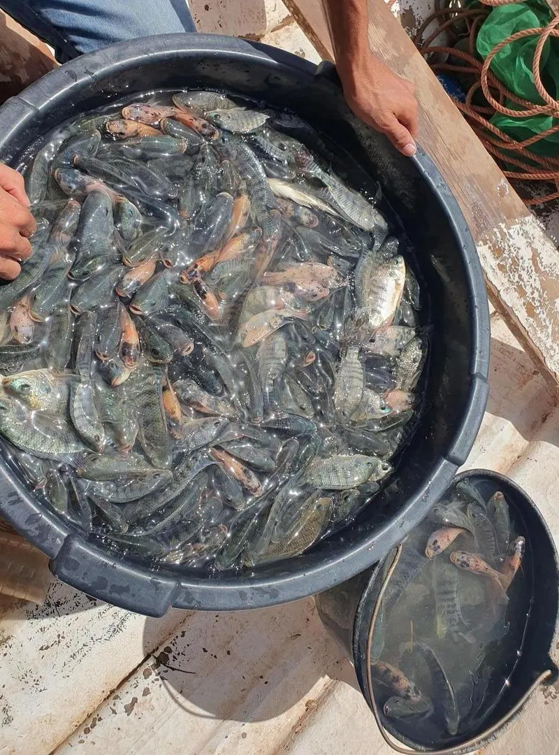 Poisson du Nil