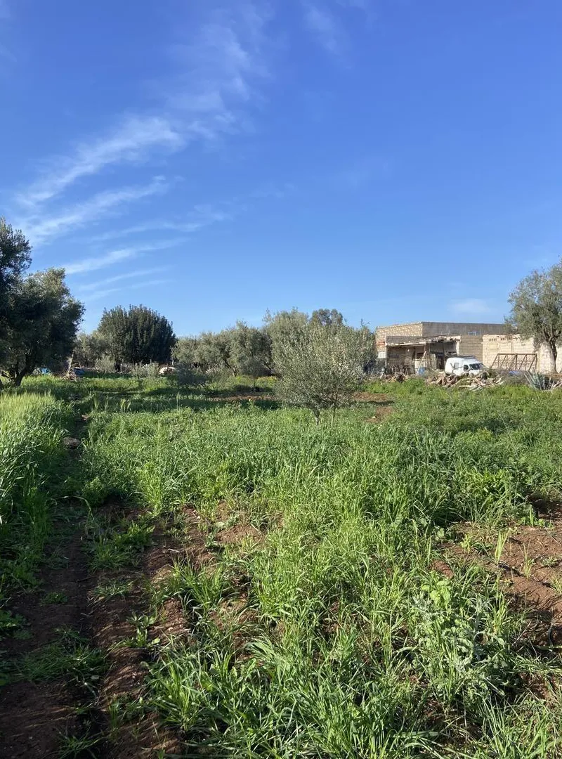 Terrain agricole 400 m² - Ain Sfaf
