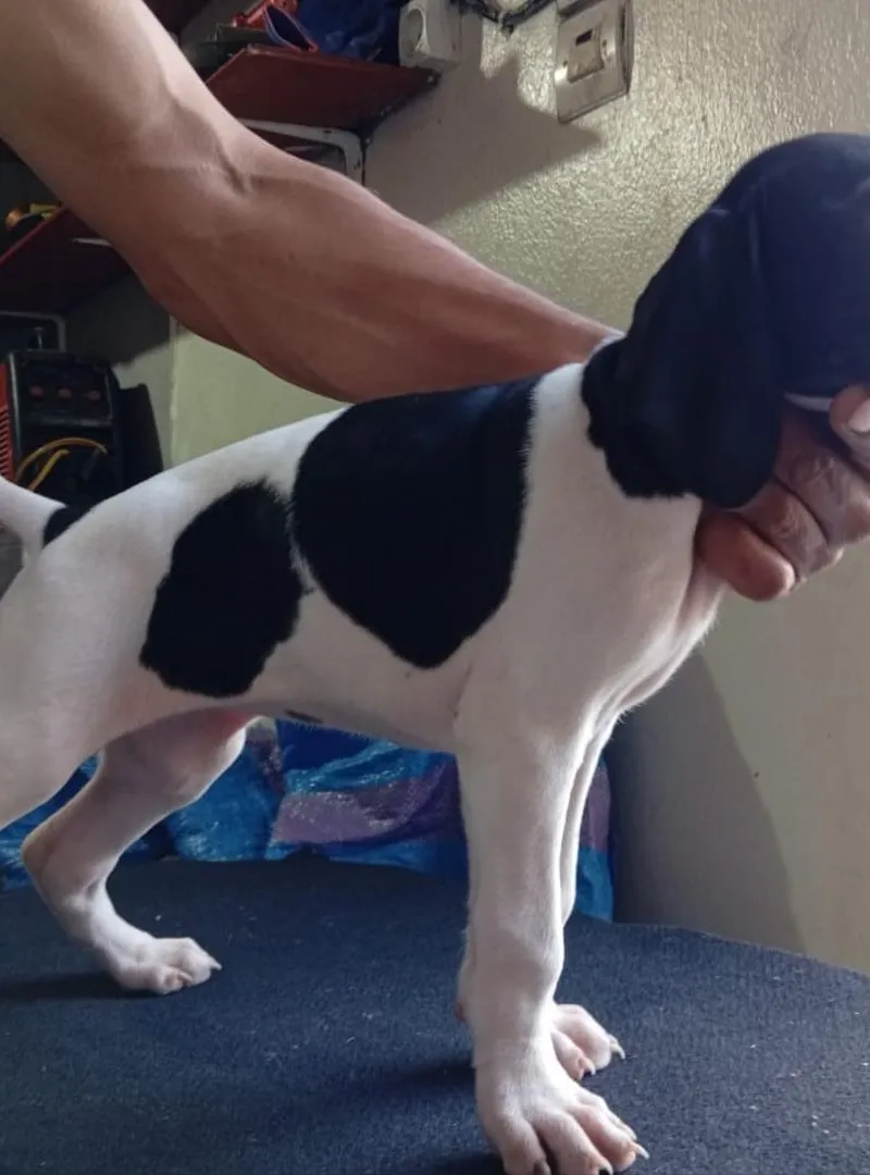 Chien Pointer de race