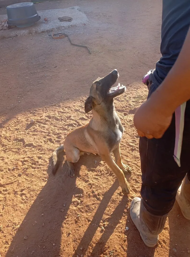 Malinois avec pedigree