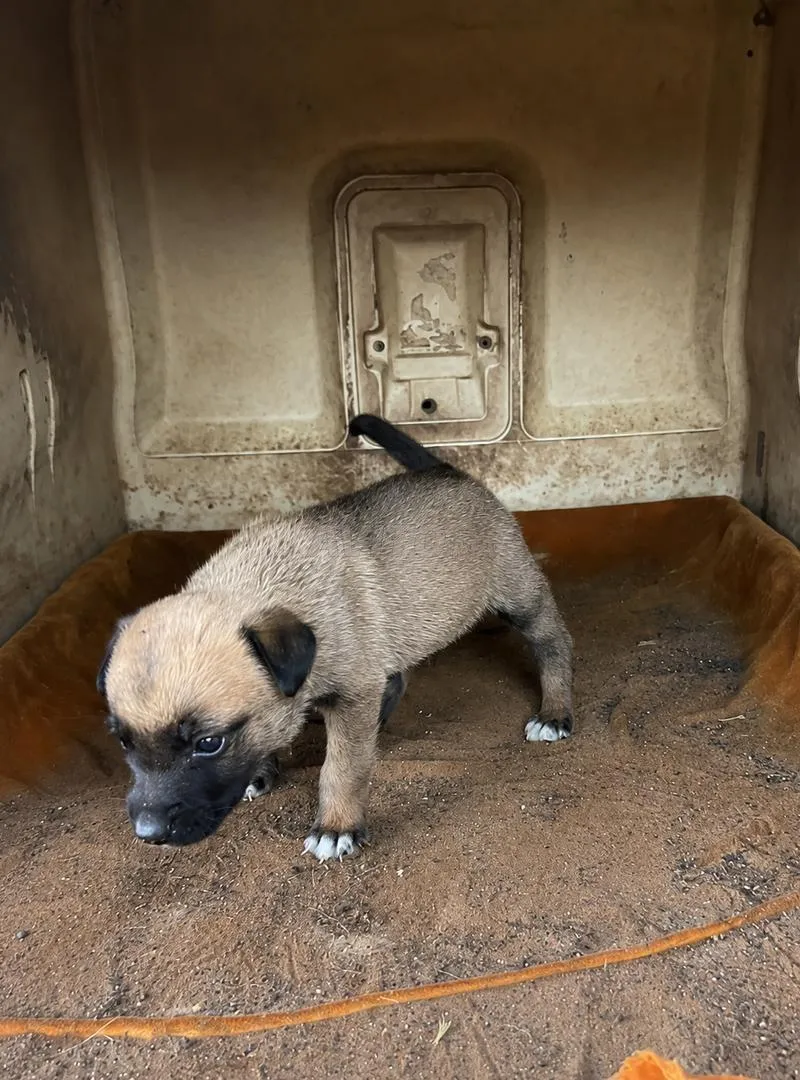 Mâle Malinois Charbonné