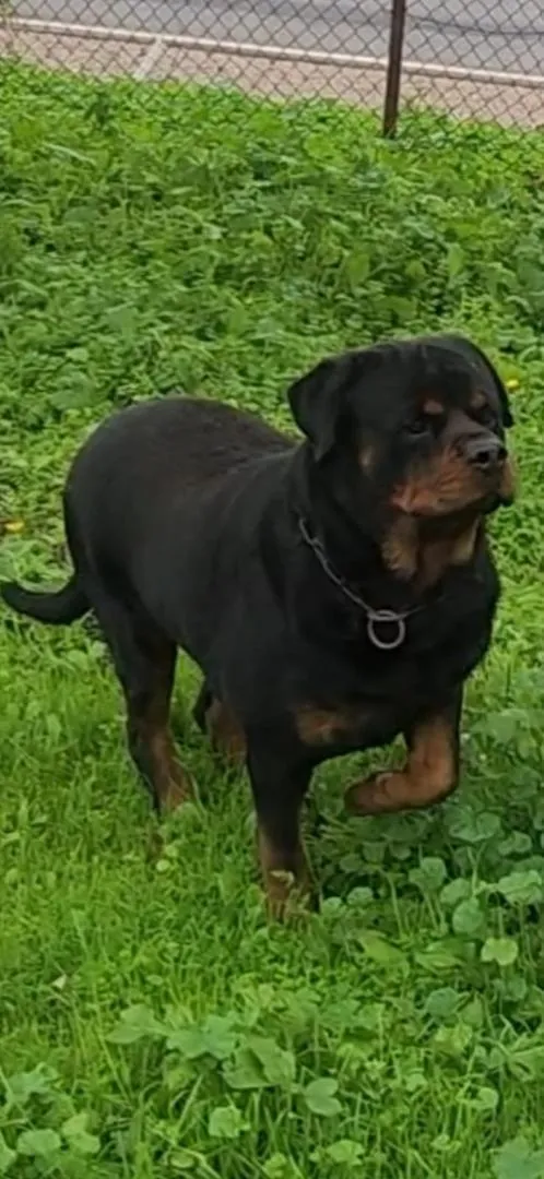 Couple chien rottweiler pedigree validé