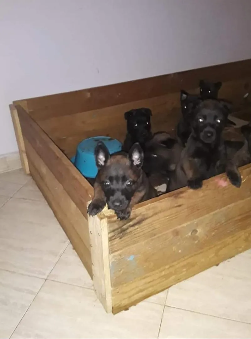 Excellents chiots Malinois charboni