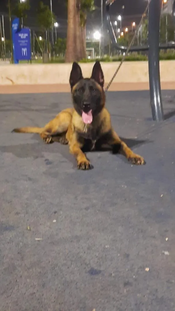 Mâle Malinois charbonné à vendre