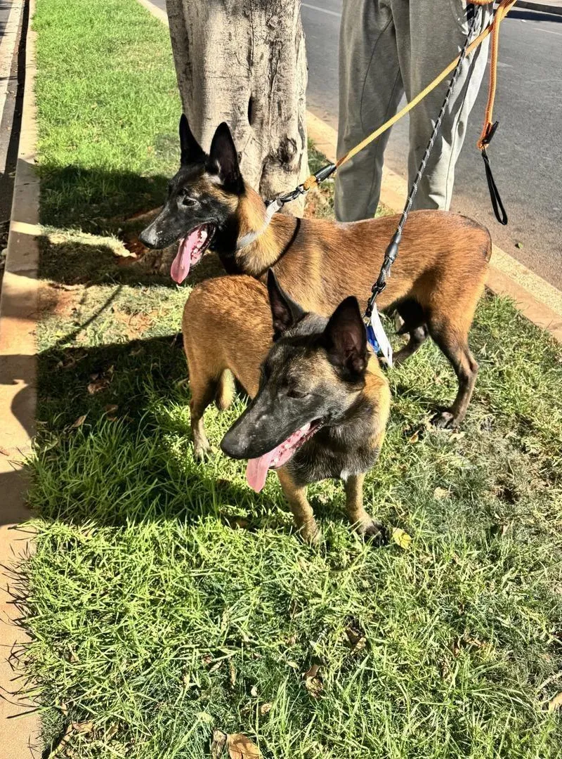 Deux femelles Malinois avec pedigree FCI
