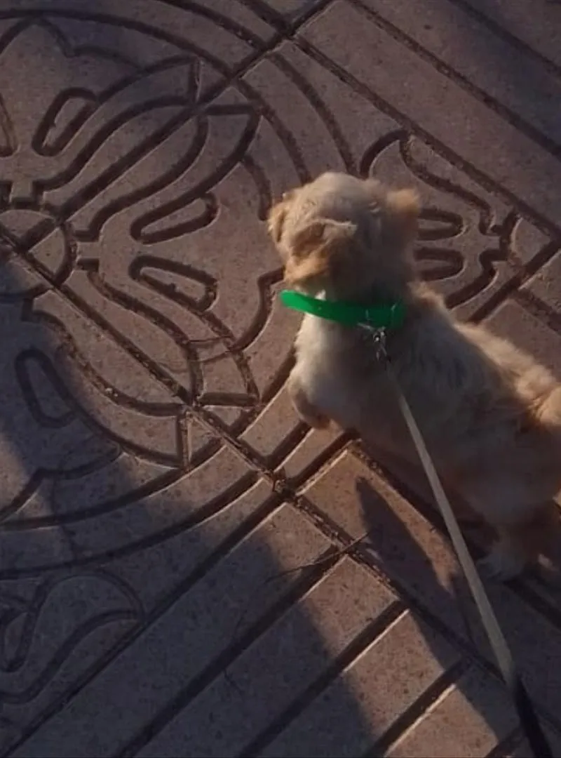 Chiot de deux mois