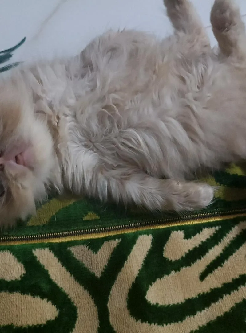 Chat persan