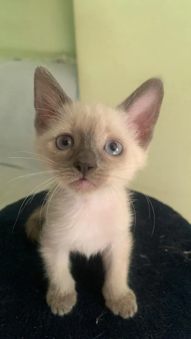 À adopter 3 adorables chatons