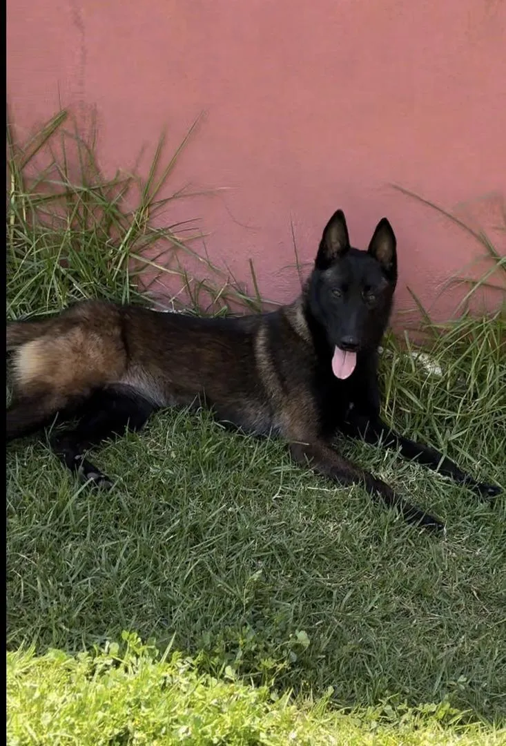 Femelle Malinois avec pedigree