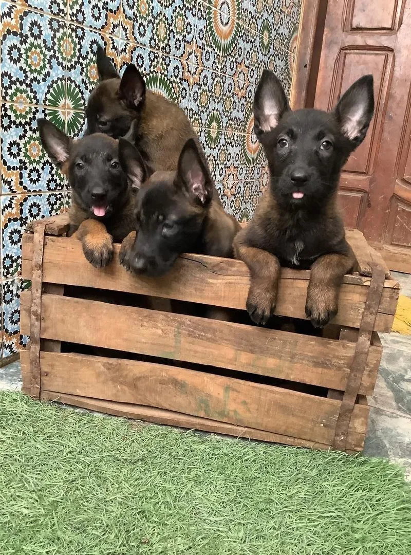 chiots malinois charbonné race pure