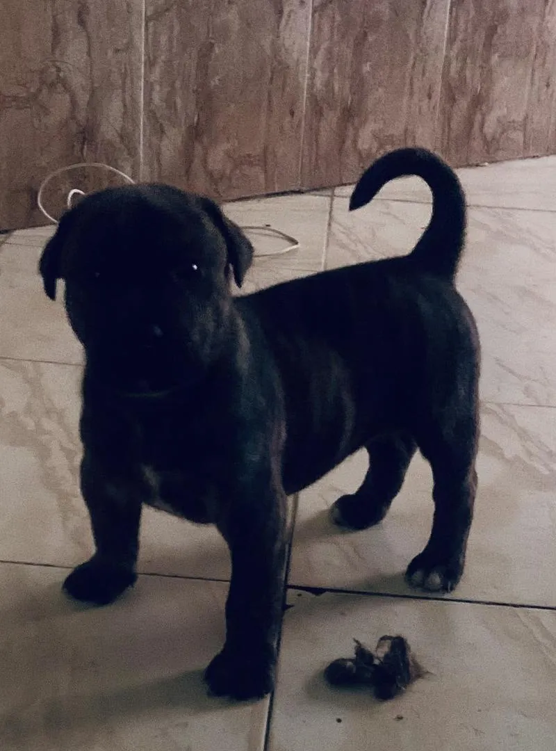 Chiot Staff bull-terrier / dogue argentin