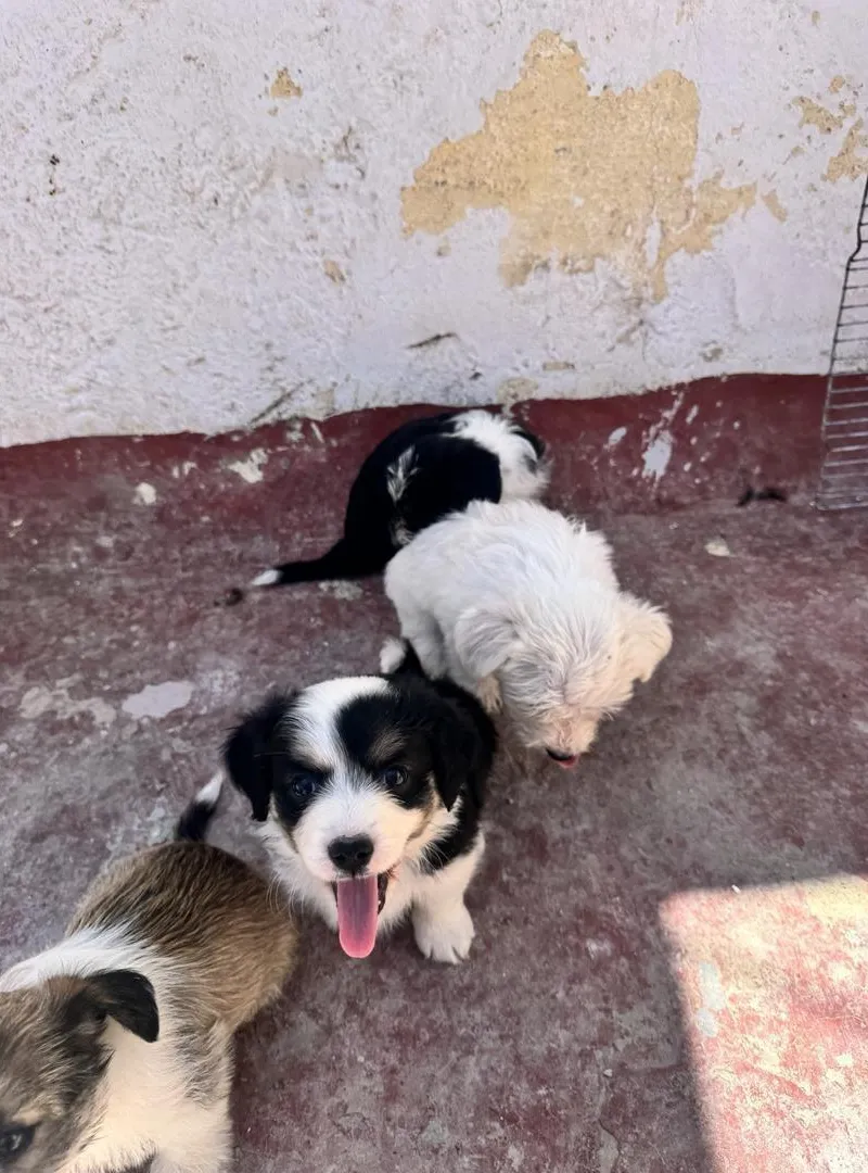 Chiots Bichon