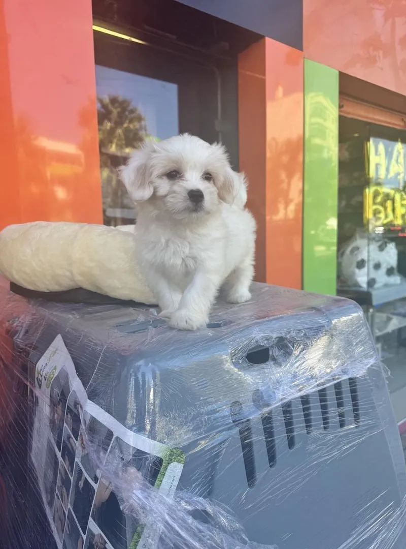 Chiot Bichon Maltais mâle – 2 mois – Vacciné