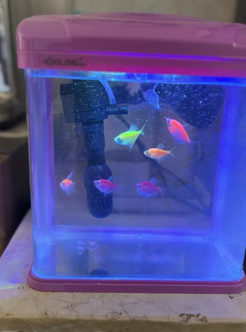 Petit aquarium
