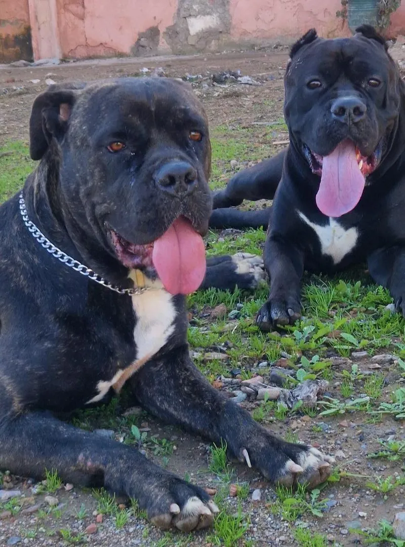Cane Corso