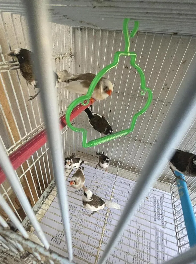Moineau et zèbre