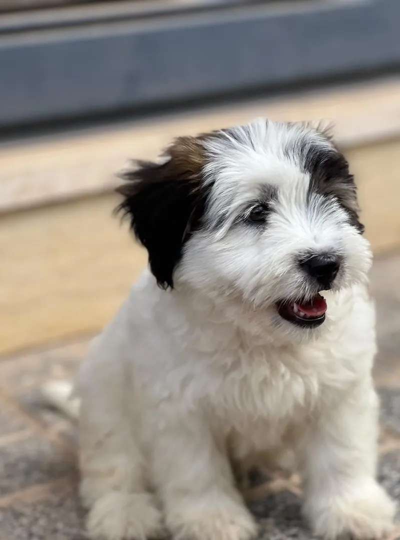 Bichon maltais