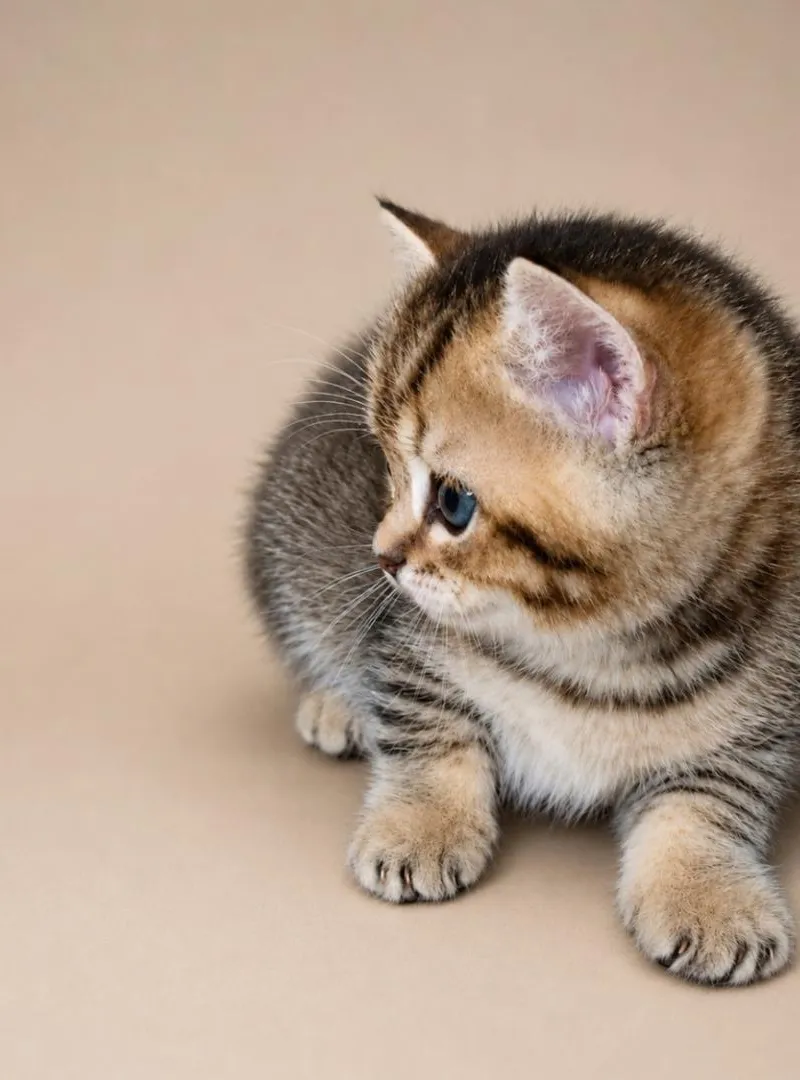 British Shorthair Golden 🧡 💯 pur