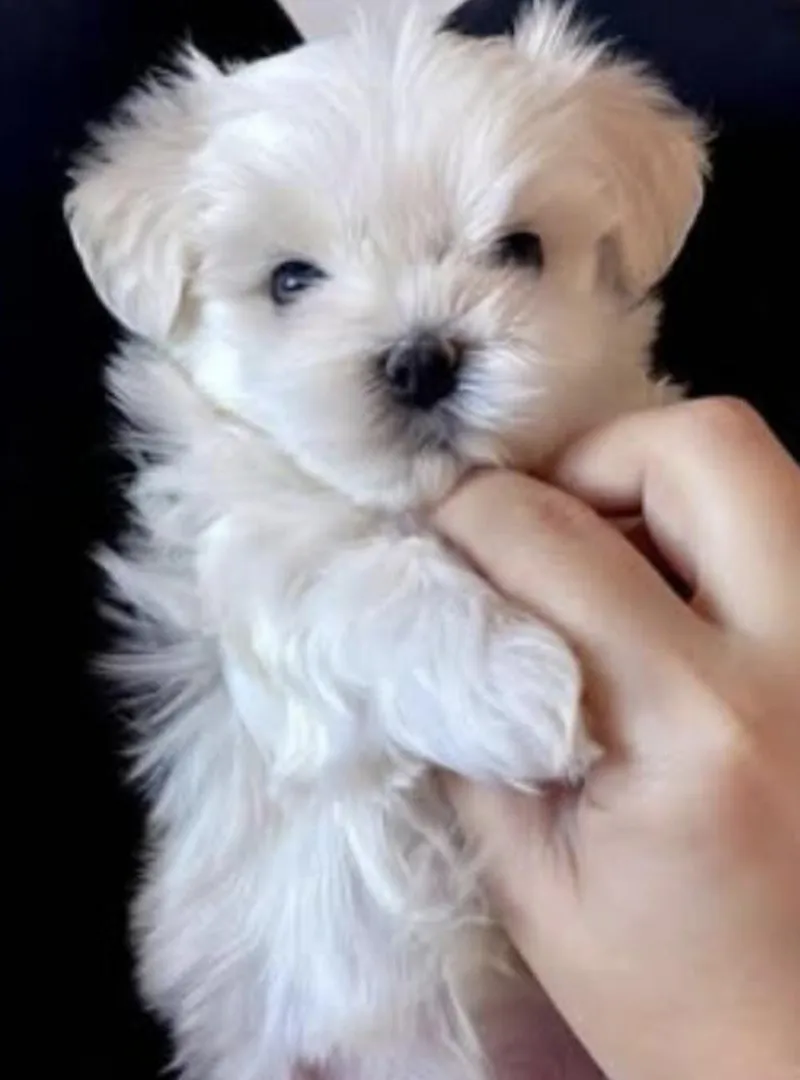 Mignons bichons maltais toy tout blanc