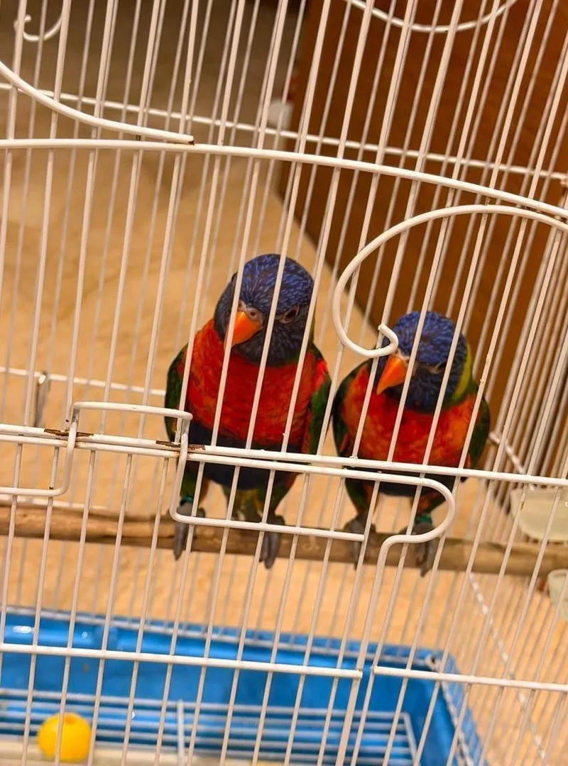 2 oiseaux lori