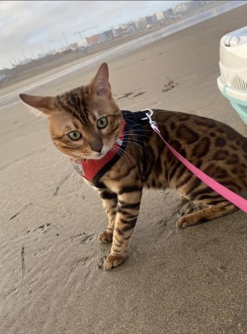 Chatons Bengal Brown Rosetted