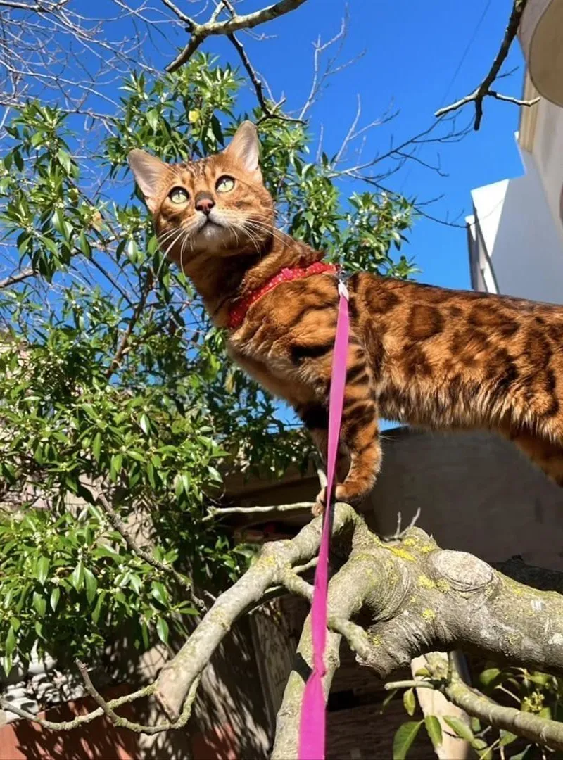 Bengal pure race