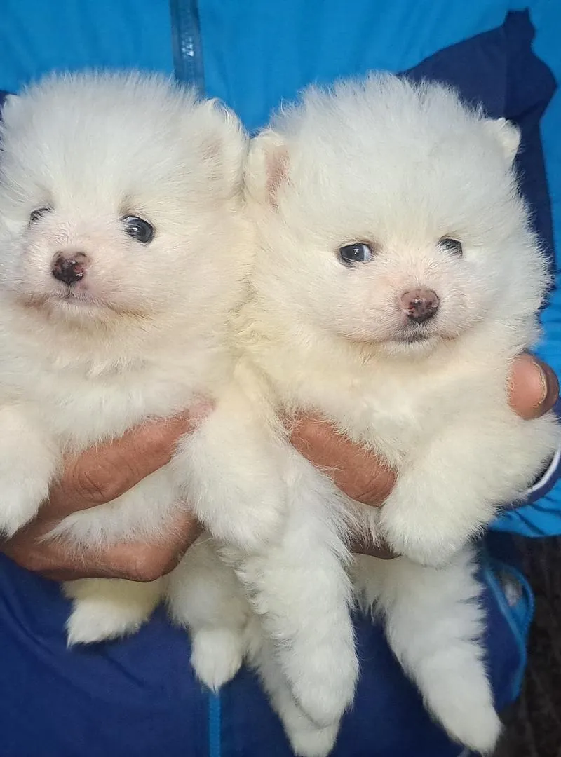 Spitz Pomeranian