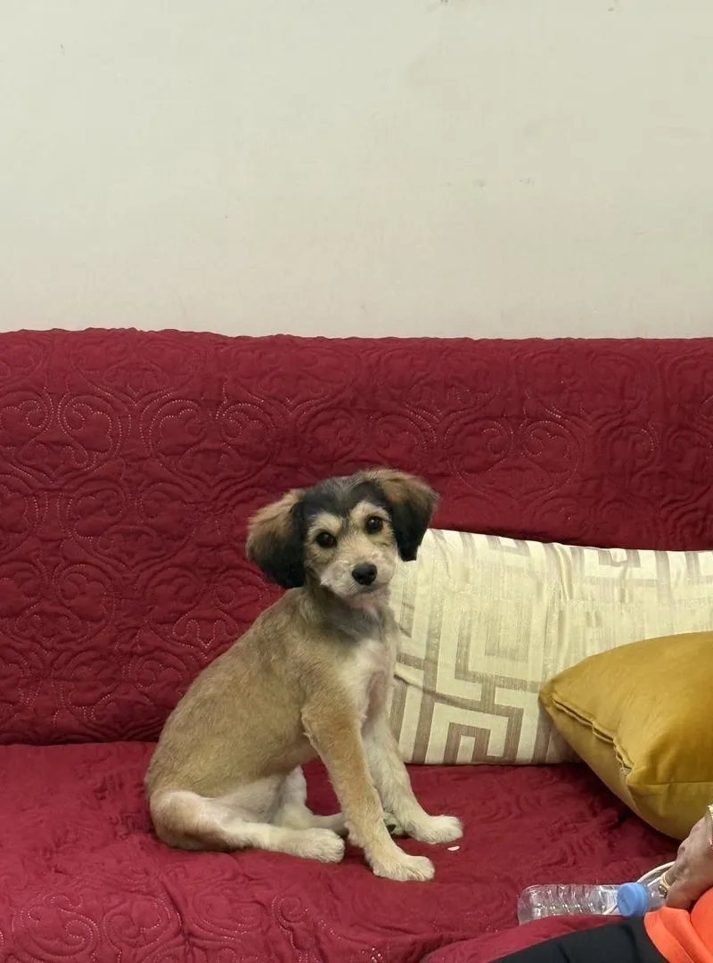 Chien caniche