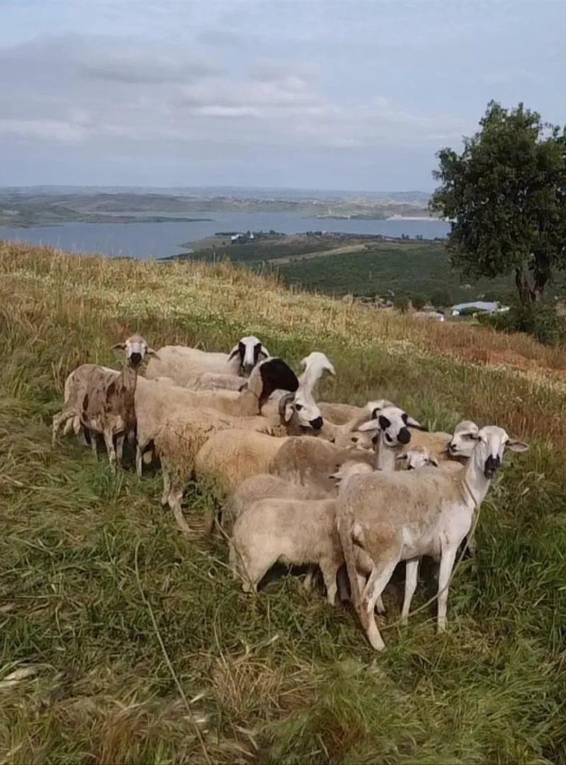 Lot de moutons et une chèvre Romy à vendre Jbel Habib