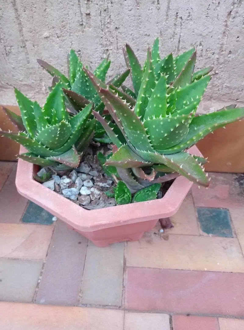 6 pots plantes diverses
