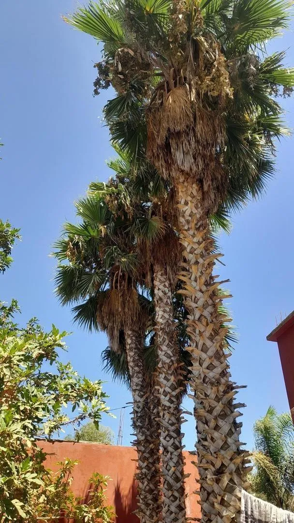 Vente de palmiers Washingtonia imposants (10 mètres de haut)