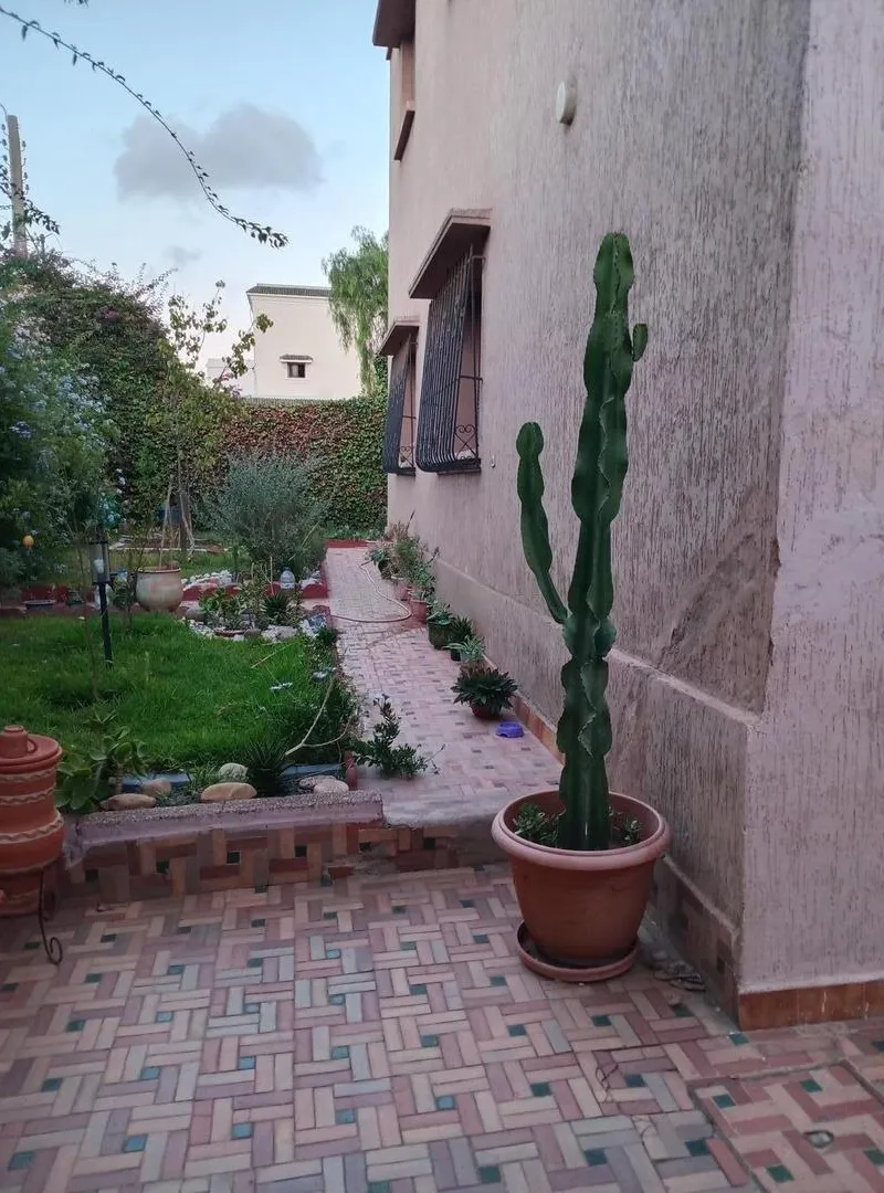 cactus 1.90m