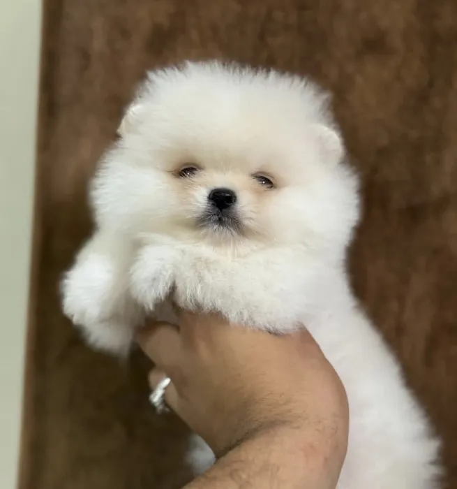Spitz nain Loulou de Poméranie