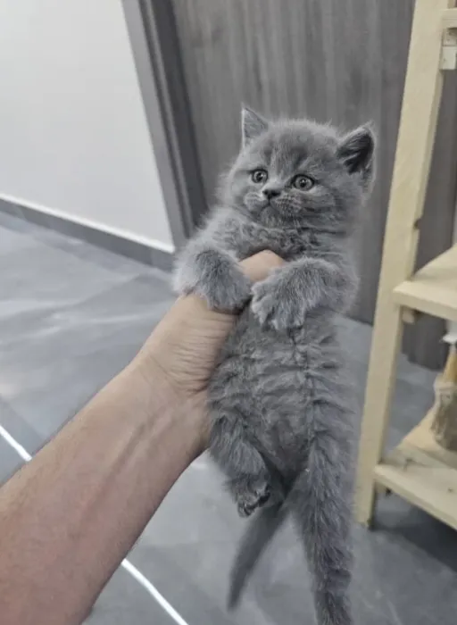 Brittish shorthair