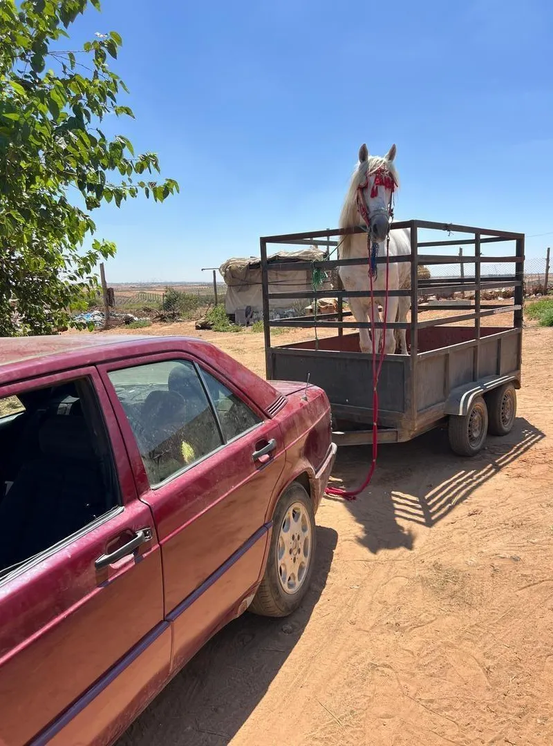 Caravane pour chevaux