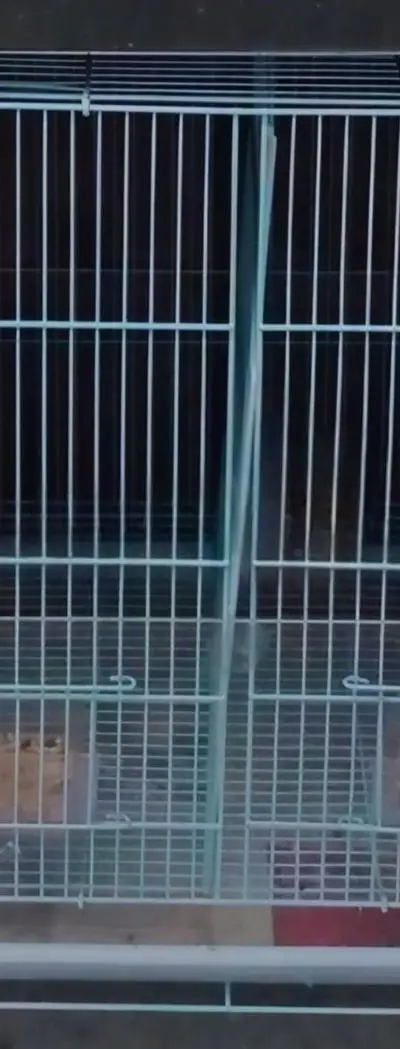 Cage séparation oiseaux