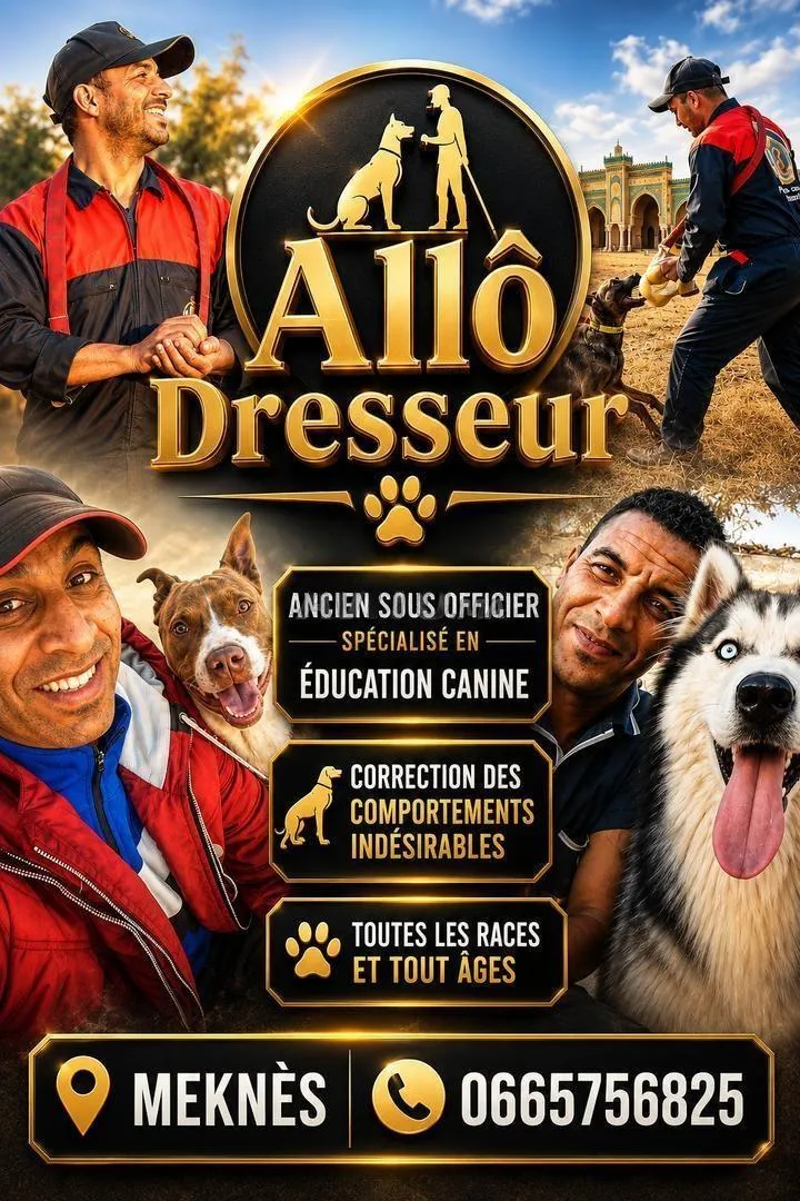 Dressage de chiens