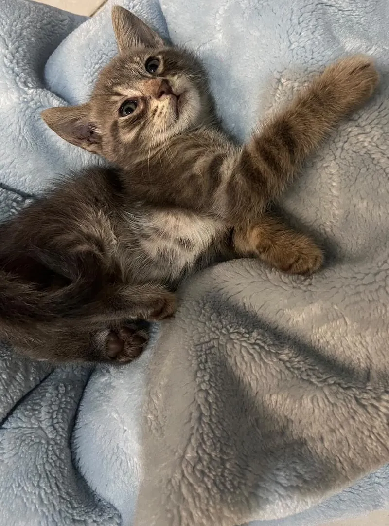 Un petit chaton vacciné à adopter