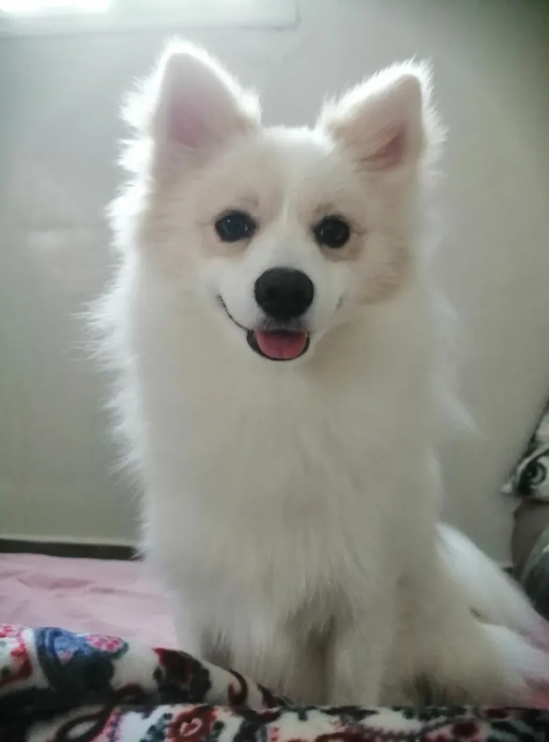 Chien spitz