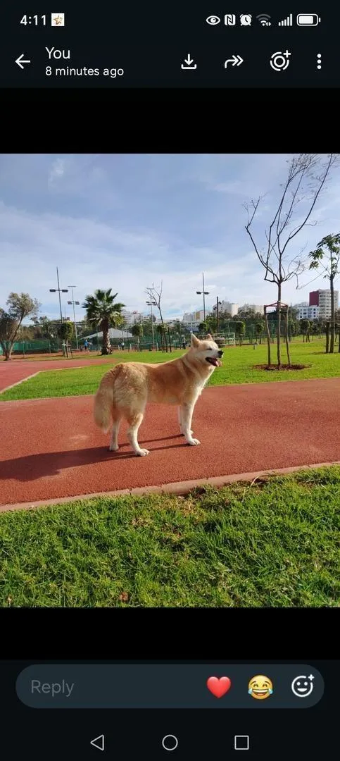 Vente chien Akita