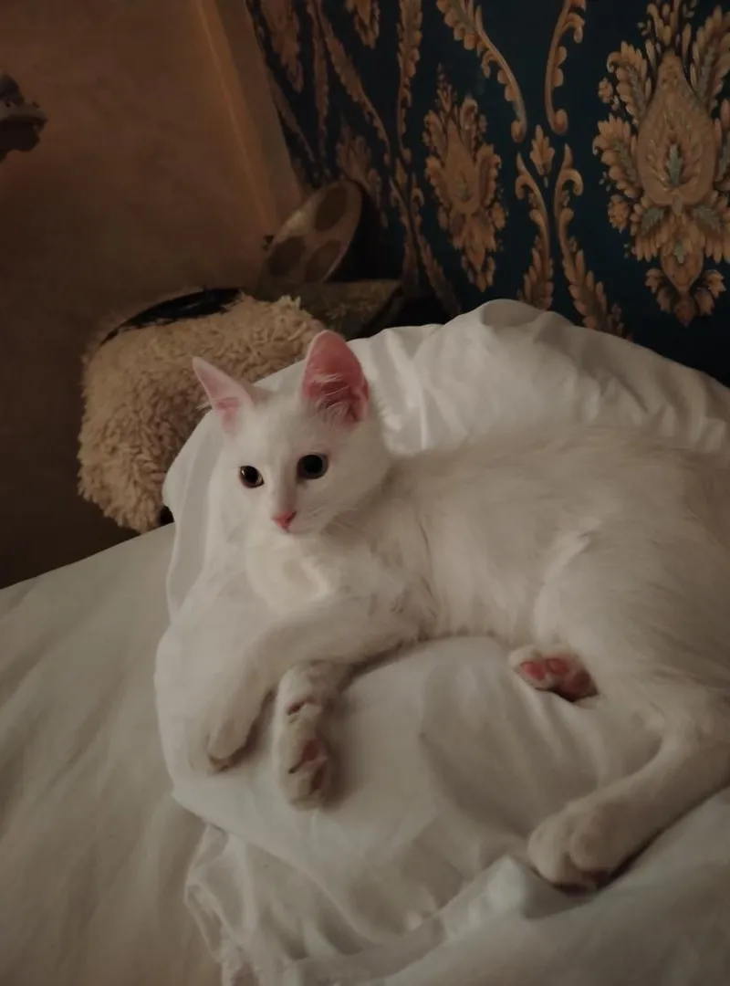 Vends chatte Angora turc