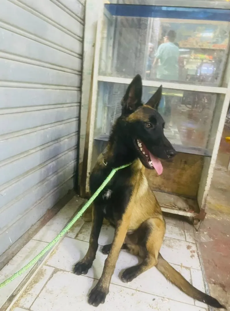 Mâle malinois charbonnier âgé de 5 mois