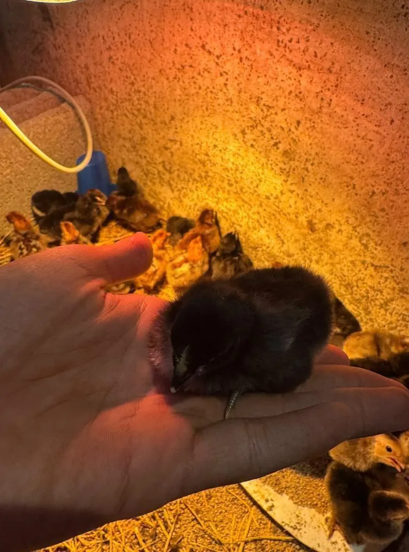 Poussins Australorp