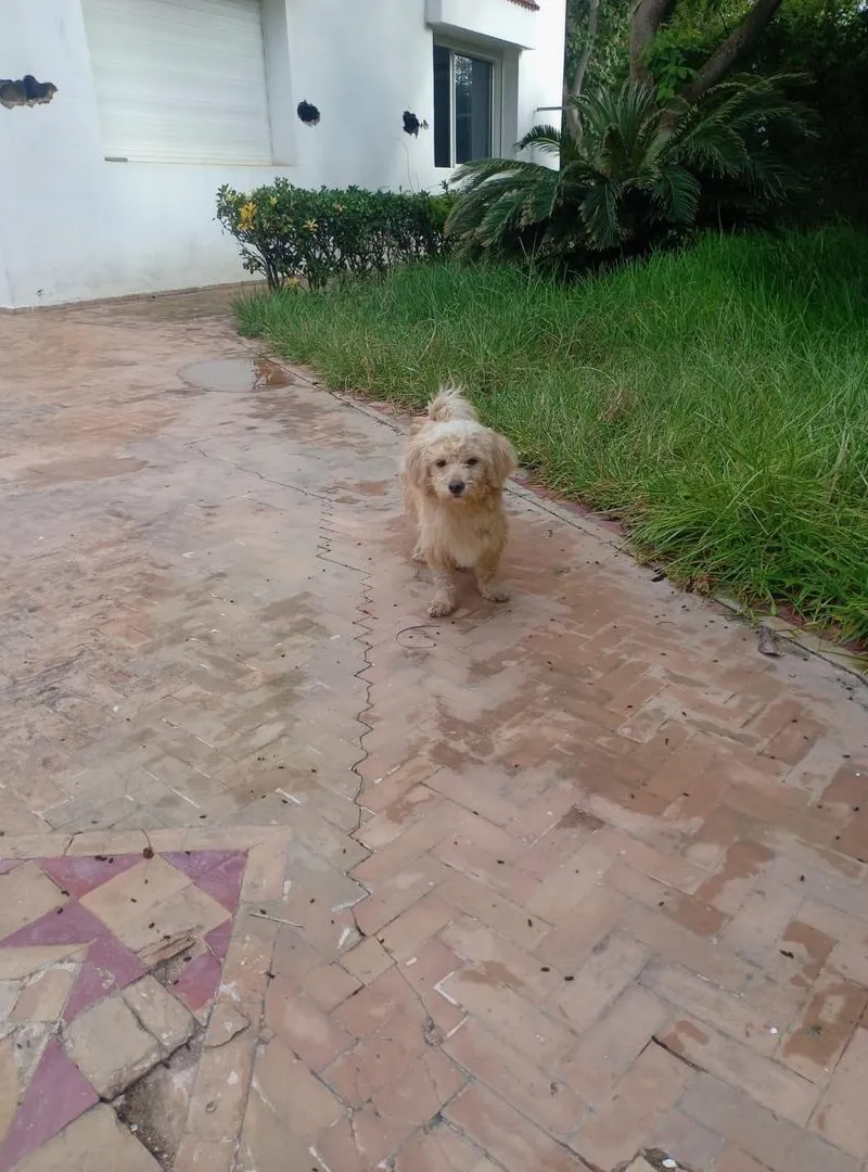 Chien mâle