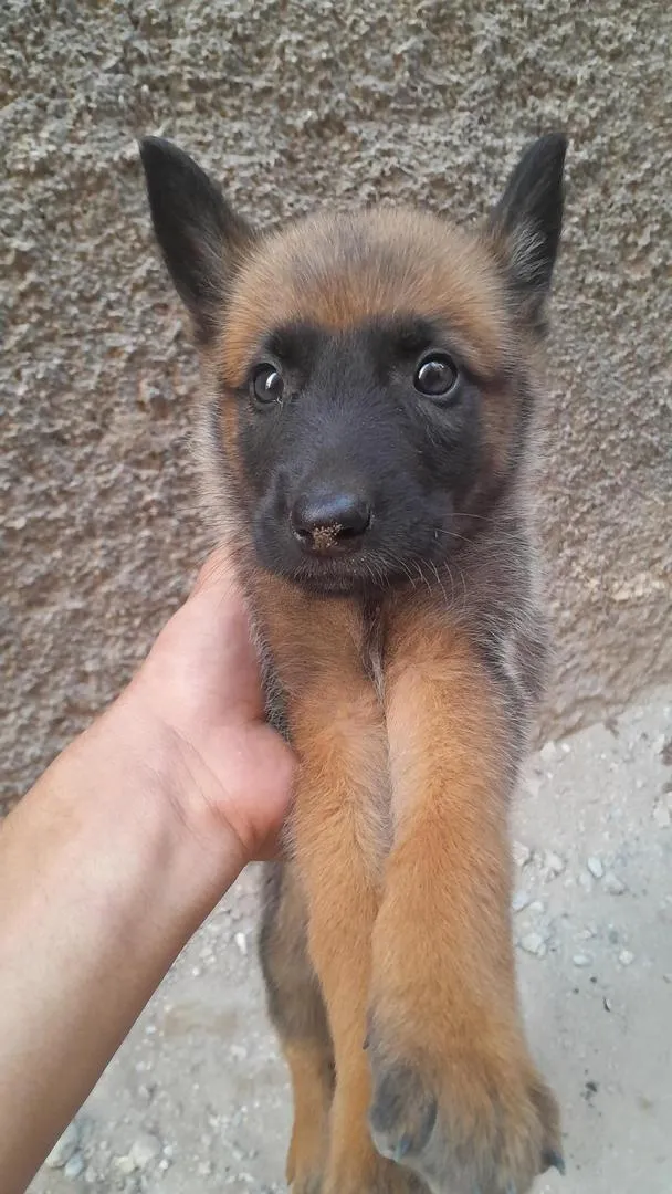 Malinois chiots 45 jours